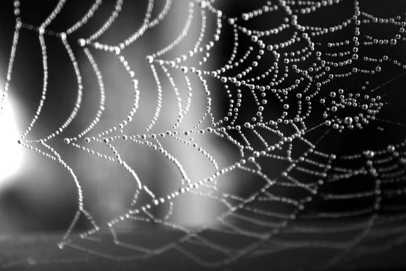 Are You Caught in a Web? - JTA Wellness; San Antonio Dietitians